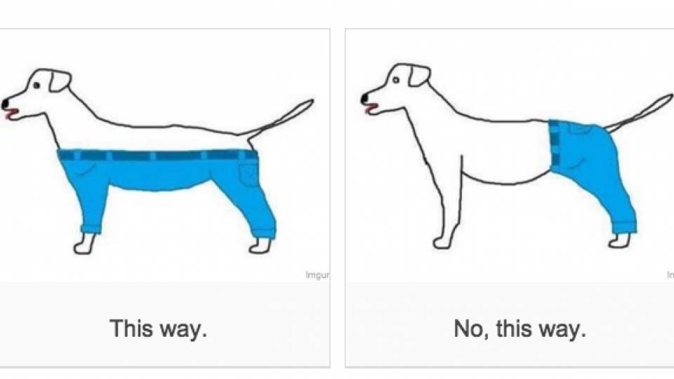 if dogs wore if a wore how would he wear them rtm rightthisminute if dogs wore if a wore how would he wear them rtm rightthisminute