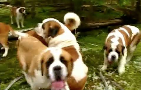42 saint bernards