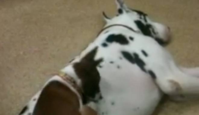puppy slide great dane slide breeds picture puppy slide great dane slide breeds picture