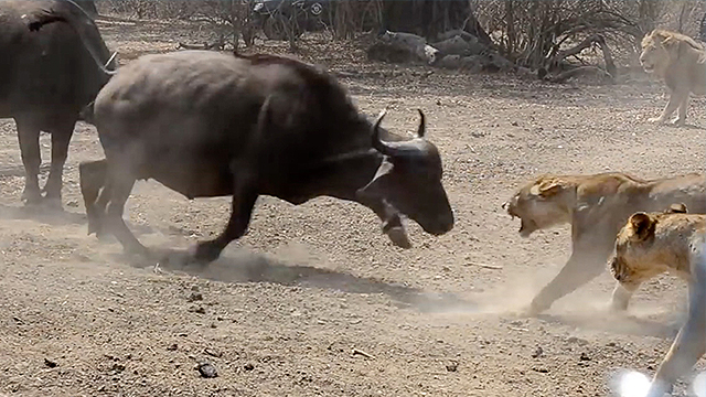 Fearless Buffalo Defend Herd Hungry Lions | RTM - RightThisMinute
