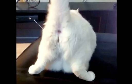 Cat Learns How to Twerk | RTM - RightThisMinute