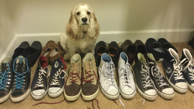 cocker spaniel shoes