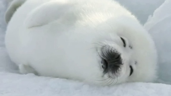 http://www.rightthisminute.com/sites/default/files/videos/images/daily-huh-lazy-harp-seal-no-job-parry-gripp.jpg