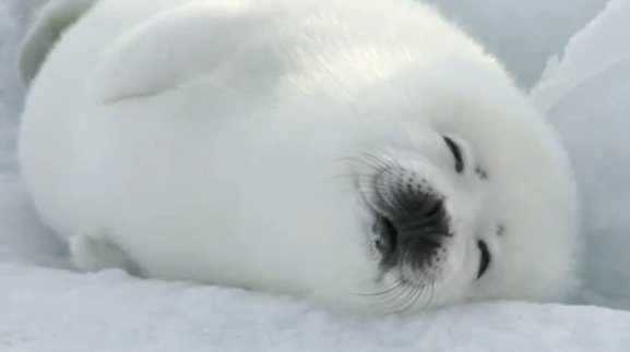 Harp seal tongue