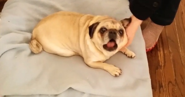 deaf pug deaf pug sings when owner gets home rtm rightthisminute deaf pug deaf pug sings when owner gets home rtm rightthisminute