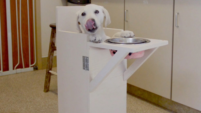 dog high chair for table