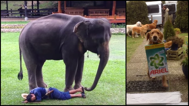 can golden retrievers be protective protective elephant helpful golden retriever rtm rightthisminute linkis can golden retrievers be protective protective elephant helpful golden retriever rtm rightthisminute linkis