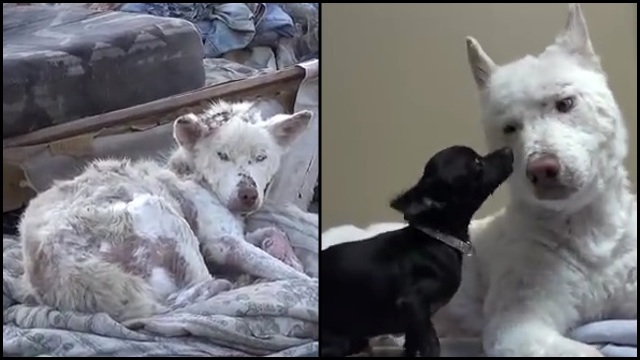 Homeless Dog Rescued From Trash Pile Homeless Dog Rescued From Trash Pile
