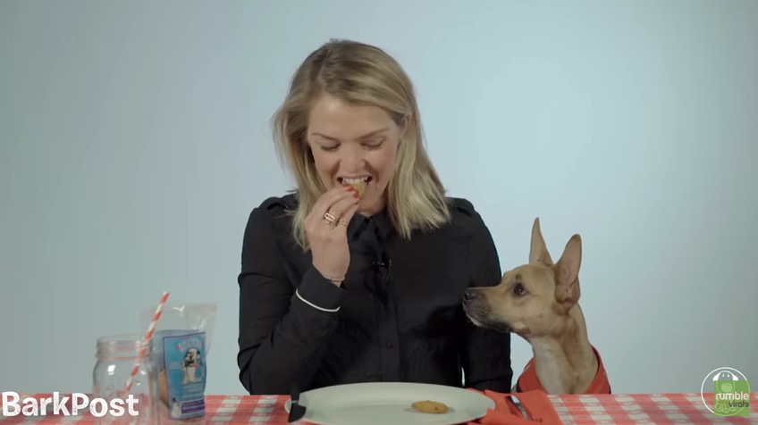 herschel dog backpack