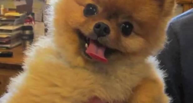 jiff the pomeranian dead