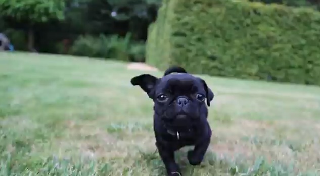 how much is a pug how much it is to be a pug rtm rightthisminute how much is a pug how much it is to be a pug rtm rightthisminute