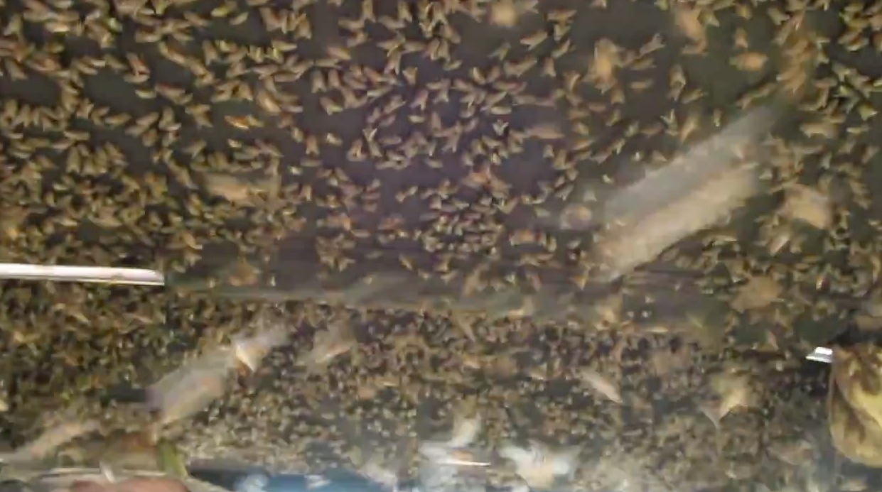 botflies in dogs botflies invade an atv in russia rtm rightthisminute botflies in dogs botflies invade an atv in russia rtm rightthisminute