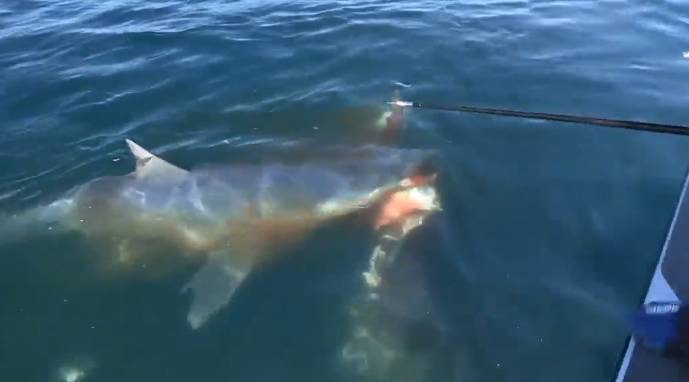 mako shark hook up The long-finned mako shark can be up to 14 ft and are very rare and this is why i will when a fisher get a mako shark on the hook the shark will struggle very. mako shark hook up The long-finned mako shark can be up to 14 ft and are very rare and this is why i will when a fisher get a mako shark on the hook the shark will struggle very.