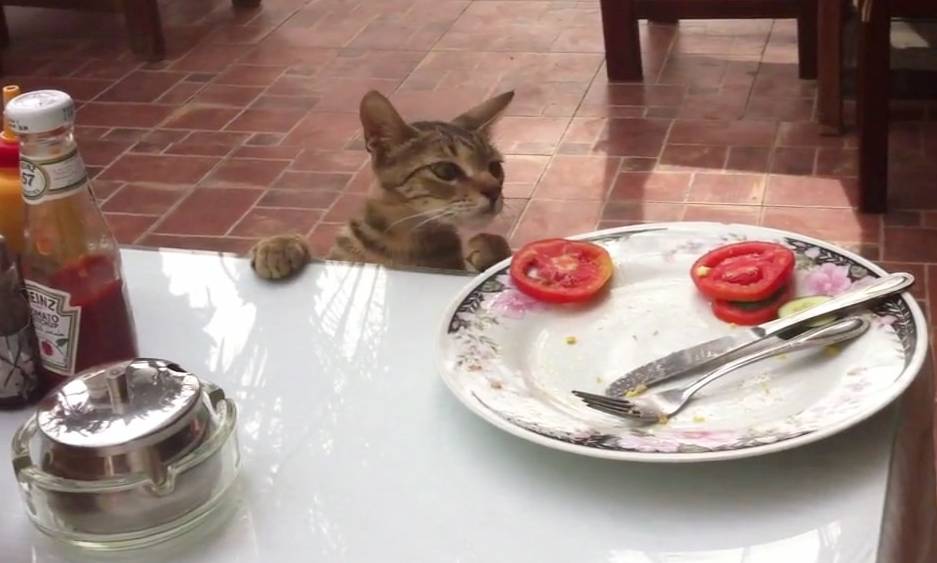 tomatoes and cats
