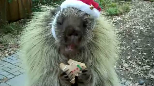 Teddy The Talking Porcupine With Holiday Cookies Rtm Rightthisminute