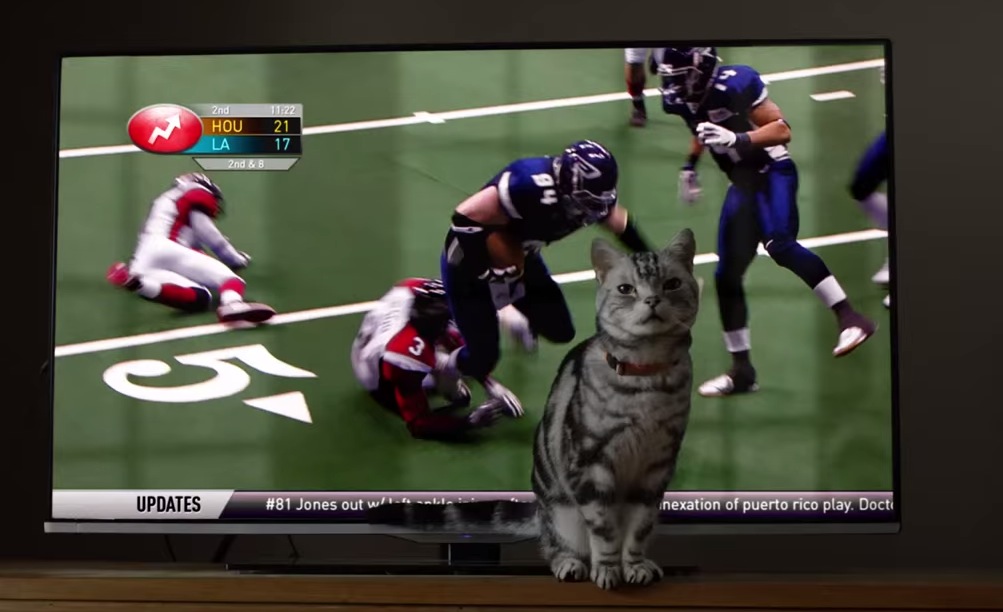 buzzfeed dear kitten