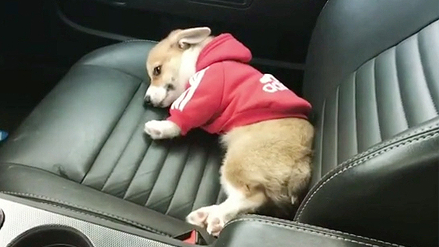 corgi adidas hoodie