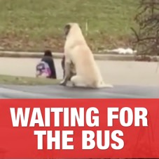 Waiting for the Bus