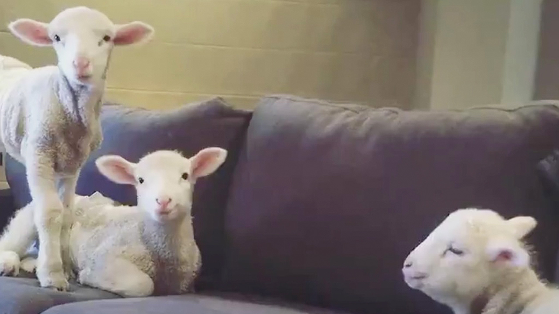 Foster Lambs Act Just Like Pets RTM RightThisMinute