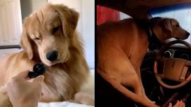 Puppy Mill Bust Brings Joy to Humans and Dogs Alike | RTM - RightThisMinute