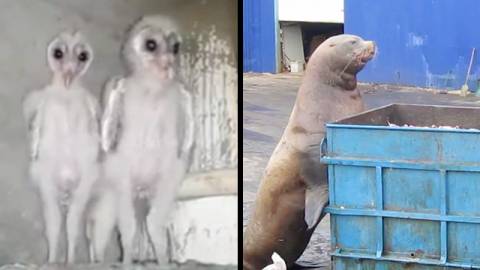 Alien Owls Shock Workers | RTM - RightThisMinute