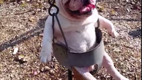 This Bulldog Loves to Swing in the Park