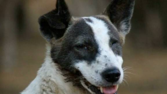 Badly Abused Dog Rescued By Good Samaritans
