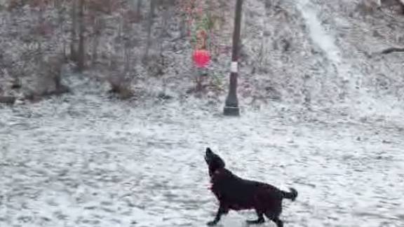Dog Plays With Balloon