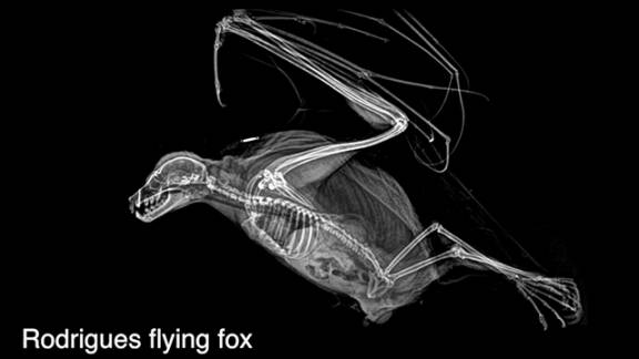 Discover The Secret Behind This Unusual Elephant Foot X Ray - 9mjpxqh