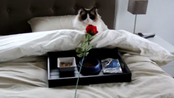 Timo the Cat Gets Breakfast in Bed