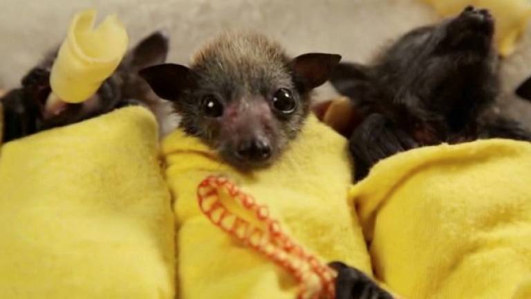 Spa Days For Exotic Animals