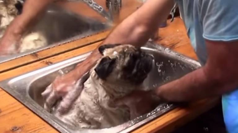 Pug Really Enjoys Bath