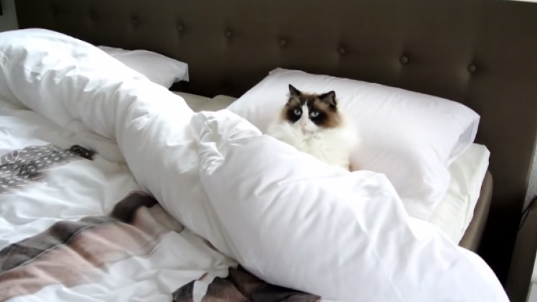 Kitty's All Tucked in and Ready for a Catnap