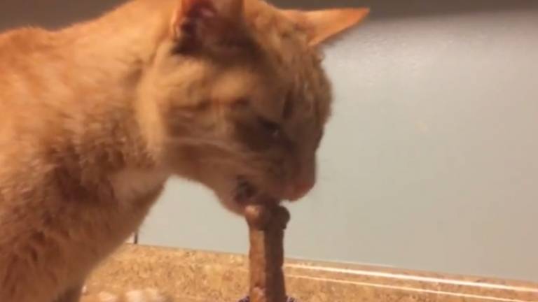 Cat's Interspecies Cravings