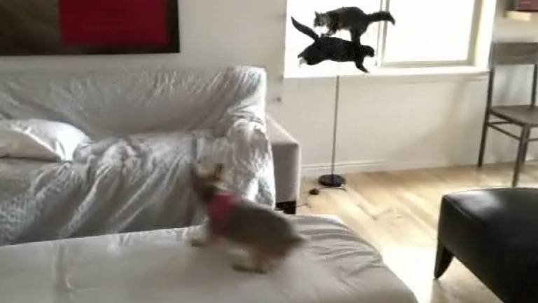 Cats Are Strange Creatures...