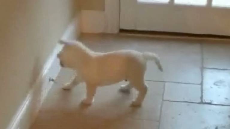 Doorstop: The Puppy's Number One Enemy