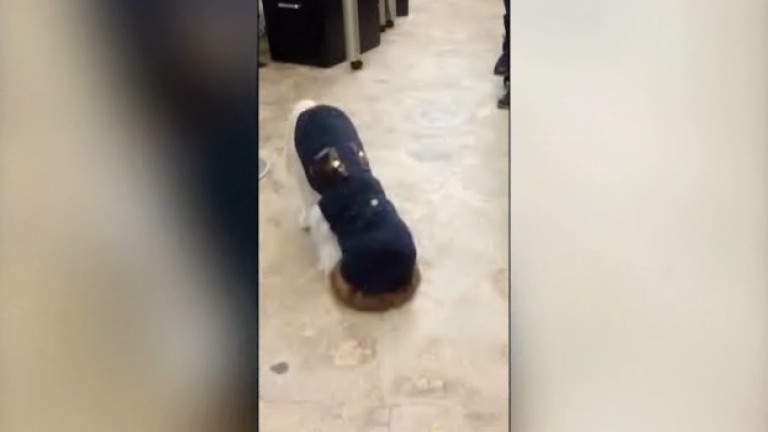 Confused Dogs Will Make Us All Laugh!