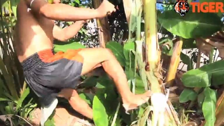 Fierce Fighter Kicks Down Tree