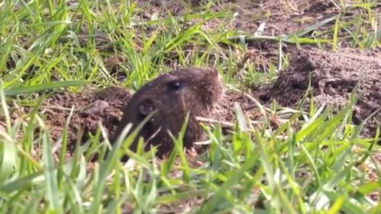 Gopher Isn't Looking to Entertain