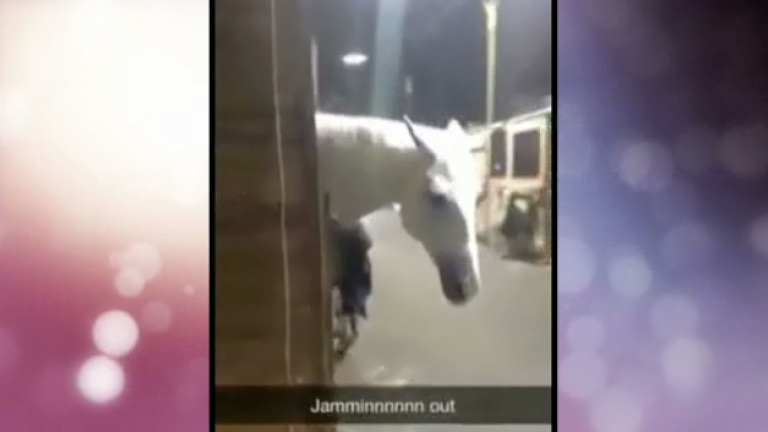 Horse Is Jammin' Out!