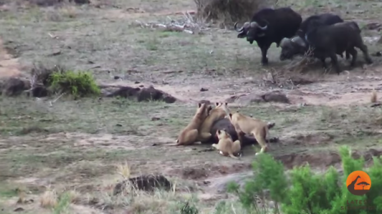 It's Lions vs. Buffalo in This Incredible Footage!