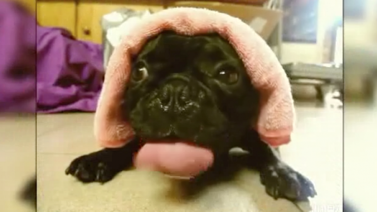 Pup Sounds Just Like a Car Engine