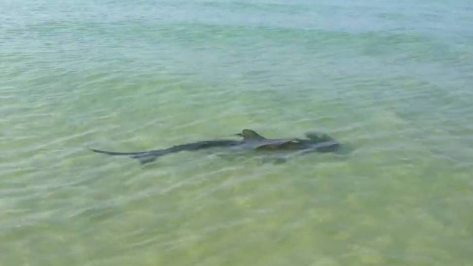 Hammerhead Shark Gives Birth in Front of Crowd of Beachgoers | RTM