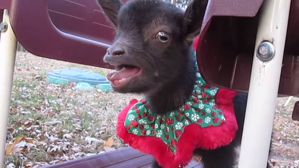 Dear Santa, We Want This Festive Goat Really Baaaad!