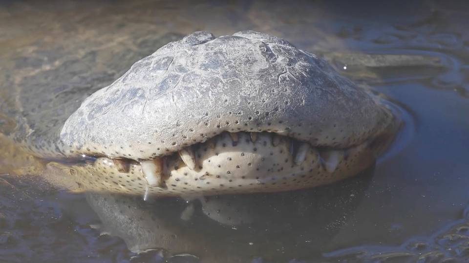 Winter Weather Alligators Hibernate Too Rtm Rightthisminute