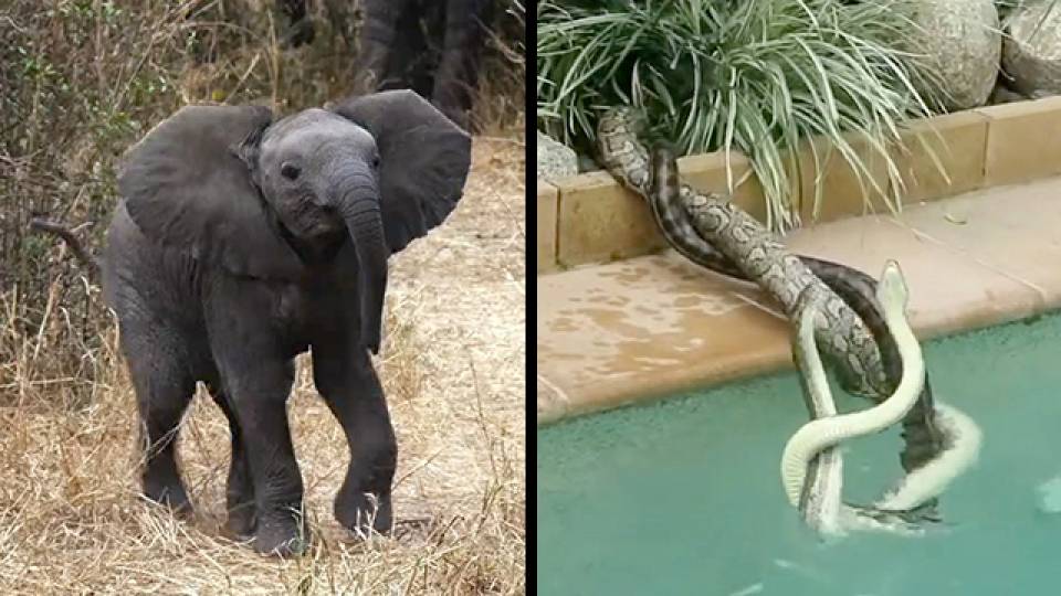 Baby Elephant Attempts Attack & Male Pythons Fight Poolside RTM RightThisMinute
