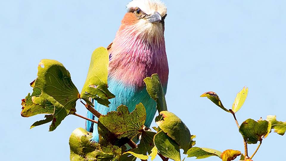 eight days of botswana