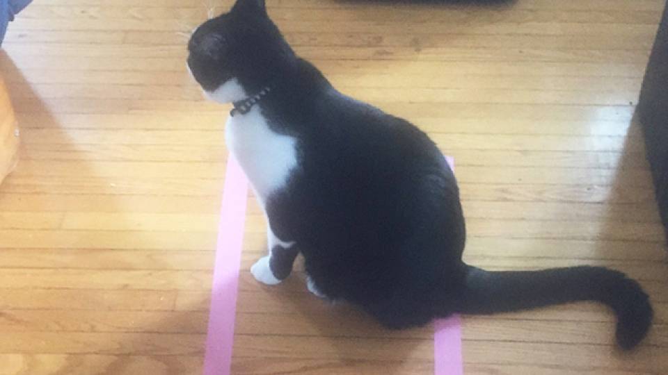 Draw A Box For Your Cat And They Ll Totally Go In Rtm