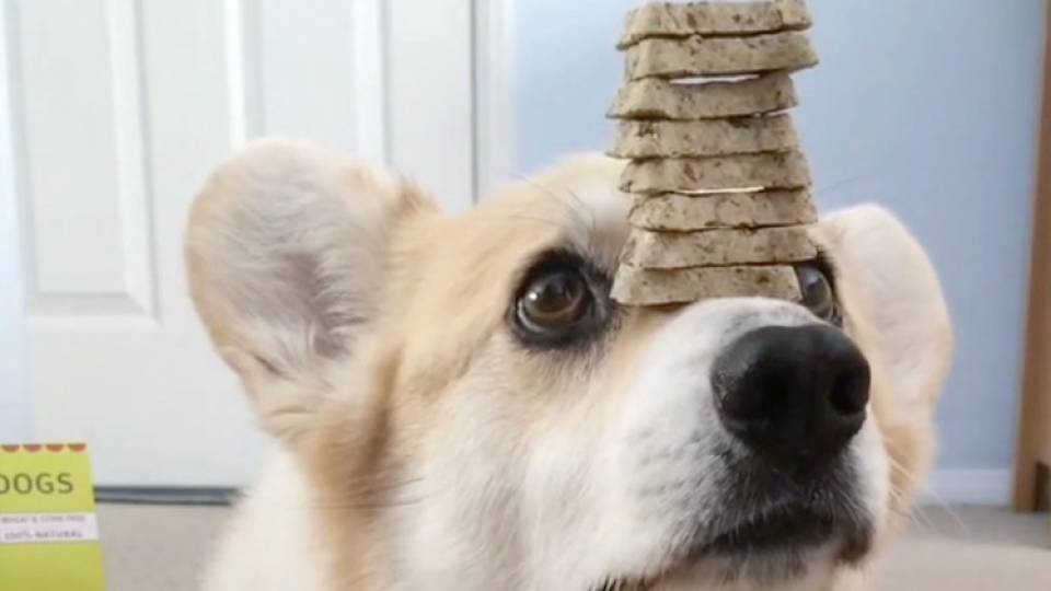 cookie-stacking-challenge-dog-video.jpg?
