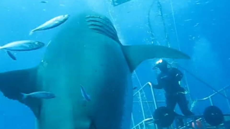movie deep blue shark movie deep blue shark
